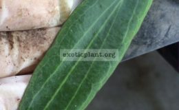 Hoya-bordenii-No.2642