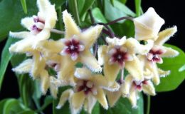 Hoya-buotii265-1100