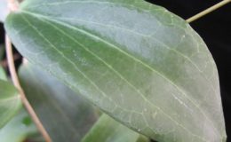 Hoya-butleriana823-46