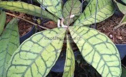 Hoya-callistophylla-35-40