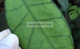 Hoya-callistophylla-No.2-long-leaf606-40