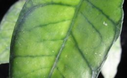 Hoya-callistphylla-No-4645-1500