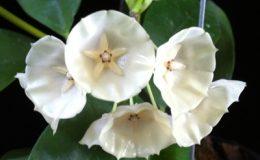 Hoya-campanulata-small-flower810-12001