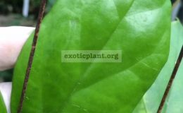 Hoya-cardiophylla-484