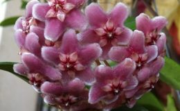 Hoya-carnosa-Dapple-Gray38-450