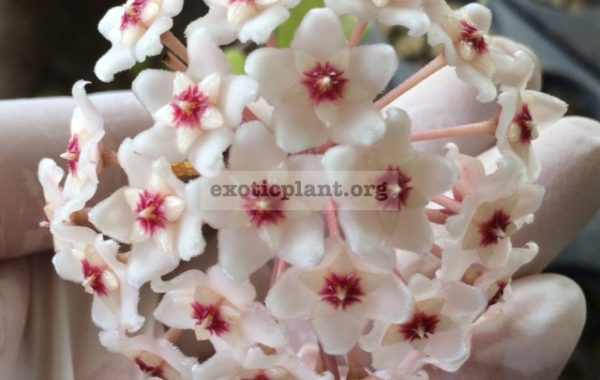 Hoya-carnosa-Exotica39-15