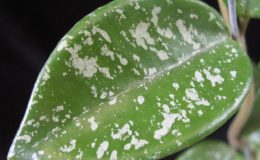 Hoya-carnosa-Stardust662-1100