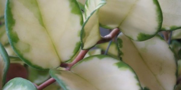 Hoya-carnosa-cv-Medio-picta-aurea806-450