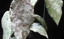 Hoya-caudata-Special-Silver49-750