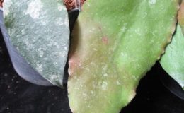 Hoya-caudata-big-leaf729справа-1200