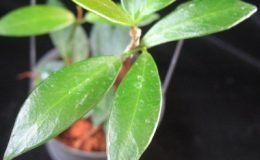 Hoya-celsa821-38-e1457636964907
