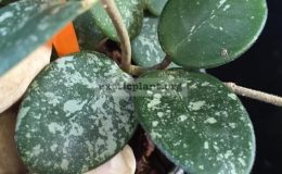 Hoya-cv.-Mathilde-Splash835-40
