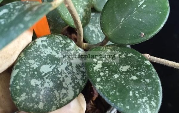 Hoya-cv.-Mathilde-Splash835-40