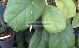 Hoya-cv.-Viola-882-35