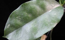 Hoya-cystiantha618-1500-