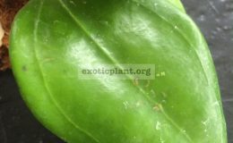 Hoya-dolichosparte-pink-flower839-35