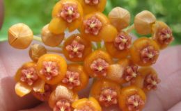 Hoya-enduensis527-1100