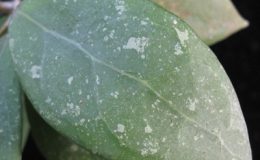 Hoya-erythrostemma-Hat-Yai696-1000-