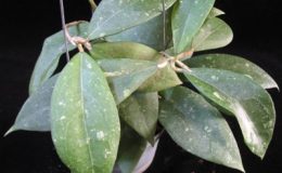 Hoya-erythrostemma-Hat-Yai696-1000