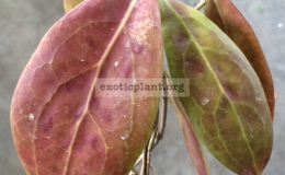 Hoya-erythrostemma-Mae-Hong-Sorn81