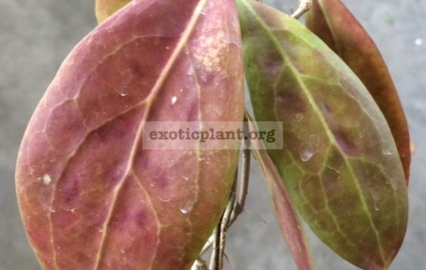 Hoya-erythrostemma-Mae-Hong-Sorn81