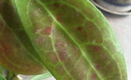 Hoya-erythrostemma-Mae-Hong-Sorn81-800