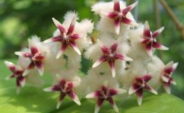 Hoya-erythrostemma637-900-