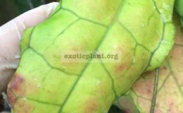 Hoya-finlaysonii-309-30