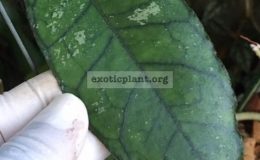 Hoya-finlaysonii-BSP1734-30