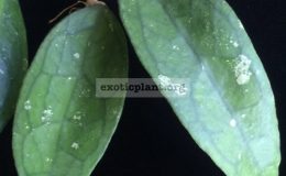 Hoya-finlaysonii-Burma1298