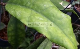 Hoya-finlaysonii-Chumporn89
