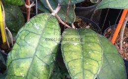 Hoya-finlaysonii-Perak-890-40