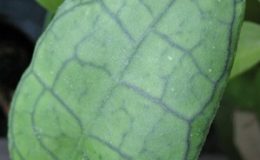 Hoya-finlaysonii-Red-Halo91-900