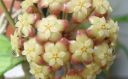 Hoya-finlaysonii-Red-Halo91-9001