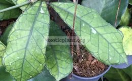 Hoya-finlaysonii-short-leaf891-30