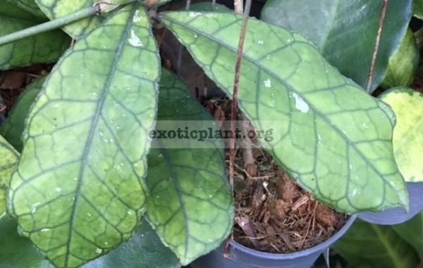 Hoya-finlaysonii-short-leaf891-30