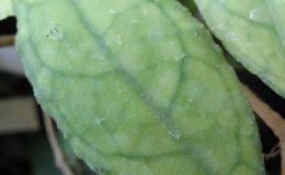Hoya-finlaysonii326-750
