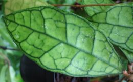 Hoya-finlaysonii734-900