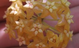 Hoya-fitchii673-1200