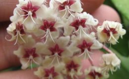 Hoya-flagellata728-1200-