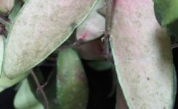 Hoya-flagellata728-1200-1