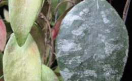 Hoya-flagellata728слева1200