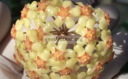 Hoya-fuscomarginata-Splash756