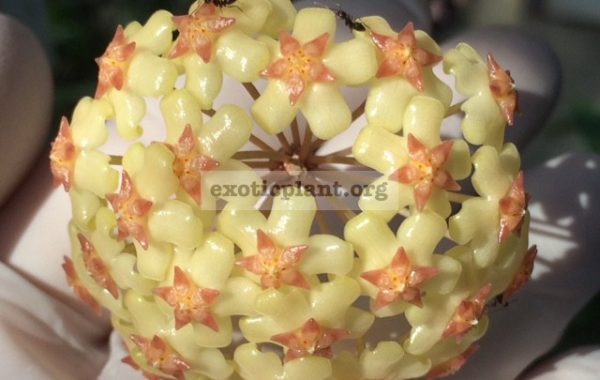 Hoya-fuscomarginata-Splash756