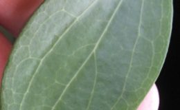 Hoya-gelbayellow822-46-