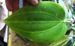 Hoya-glabra342-1200