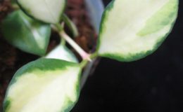Hoya-heuschkeliana-variegata-819-2000