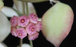 Hoya-heuschkelianapink104-450