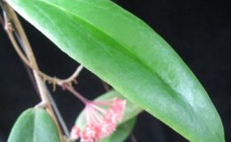 Hoya-ilagii-718-1200-