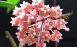 Hoya-ilagii-718-1200